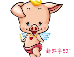 属猪男都喜欢胸大的女生吗