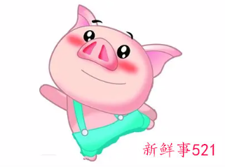 女猪男兔适合做夫妻吗