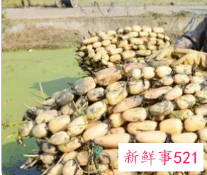 莲藕的种植技术