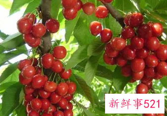 樱桃的营养功效