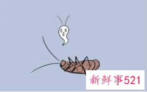 为什么蟑螂不能踩死