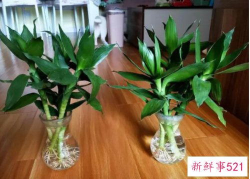 富贵竹老是不生根怎么办