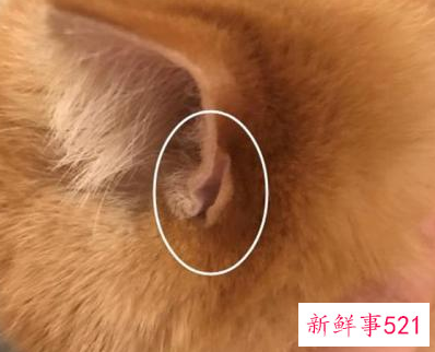 土耳其四耳猫猫在网上走红