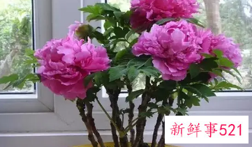 牡丹花怎么养才能开花