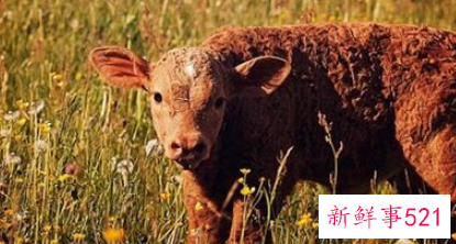 梦到小牛犊有什么含义