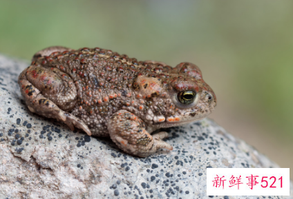 梦见癞蛤蟆是什么征兆