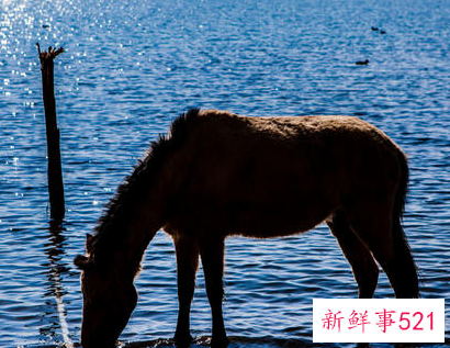 属马男人疼爱你的表现