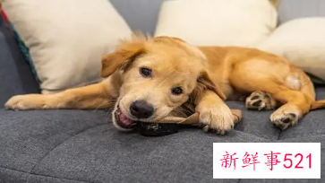 梦见狗靠近我但不咬我