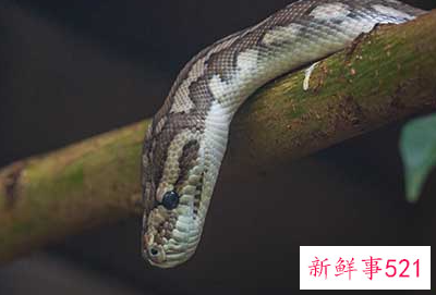 属蛇的性格特点