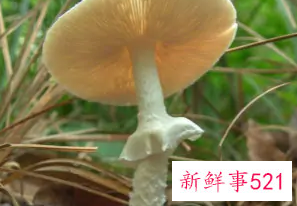 不能吃的菌子有哪些