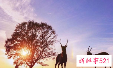 简单而知足平淡而幸福