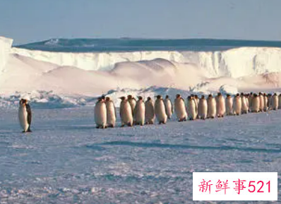 梦见企鹅迁徙