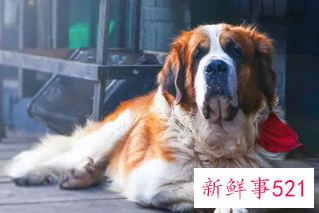 梦见狗受伤了是什么意思