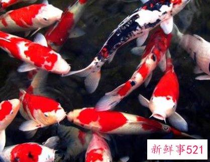 养鲤鱼的水有什么要求