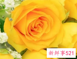 黄颜色代表什么