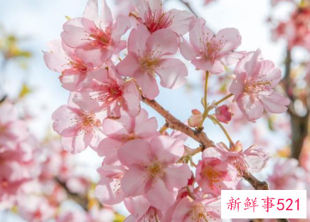 春天来了有哪些象征