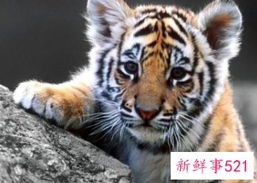 属虎女感情运势