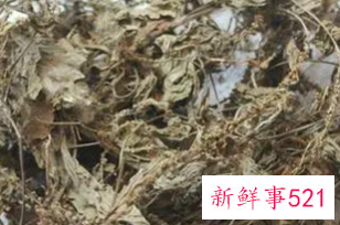 车前草晒干可以直接泡水喝吗