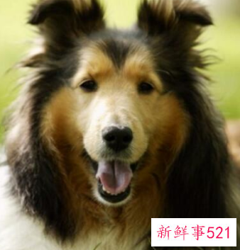 宠物狗狗排行榜前十名