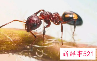 关于怀孕初期的童话胎教