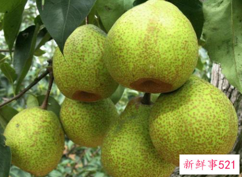 梨的品种有哪些