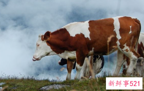 梦见黄牛有什么征兆