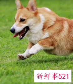 哪种小宠物干净好养没有味