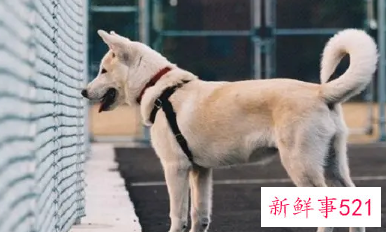 梦见狗靠近我但不咬我