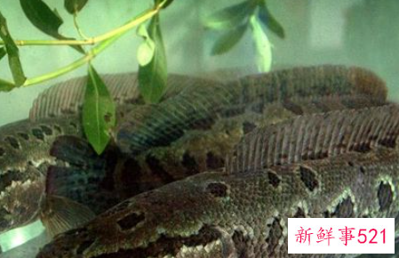 梦见抓黑鱼什么意思