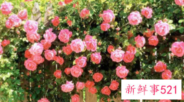 不同颜色蔷薇花的花语介绍