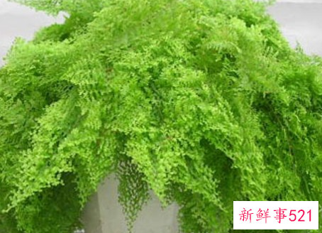 波斯顿蕨叶子发黄怎么办