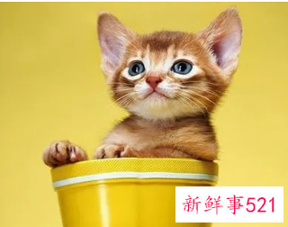 梦见猫是有什么预兆