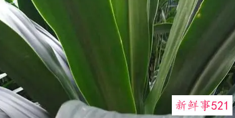 也门铁的养殖方法和注意事项