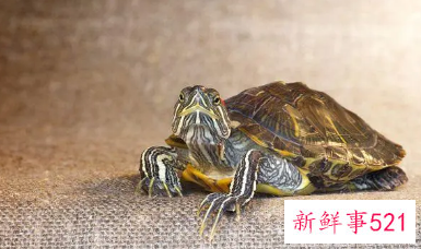 冬天乌龟要怎么养