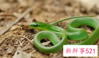 属蛇的性格特点