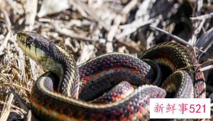 梦见蛇缠着自己预示着什么