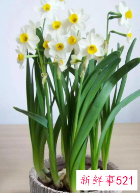 春天来了有哪些象征