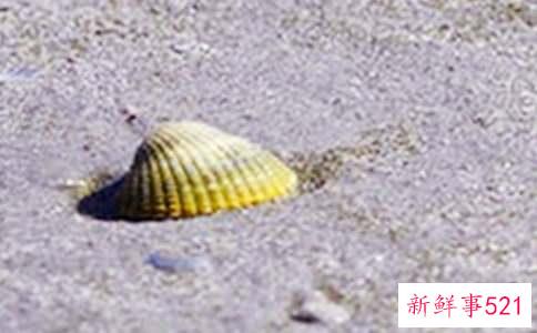 梦见贝壳什么意思