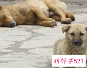 狗咬了多久过安全期狂犬病前兆