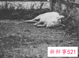 怀孕梦见别人杀猪是什么意思