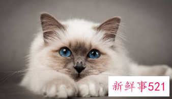 梦见怀里抱着猫是什么意思