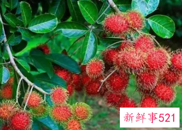 红毛丹有什么好处和坏处