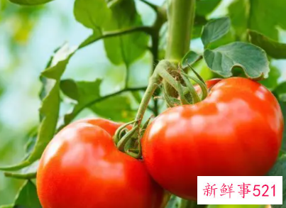 梦见西红柿熟了是什么意思