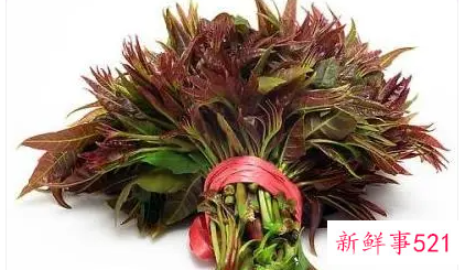 春芽不能和什么一起吃