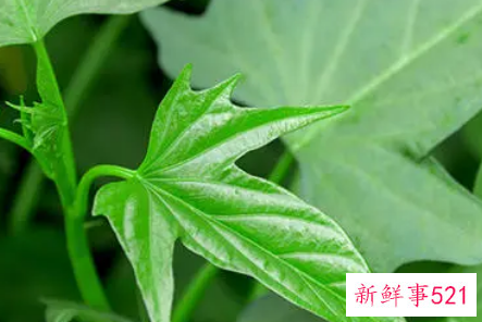 红薯叶的功效与作用禁忌