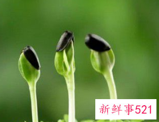 春天的气息的意思