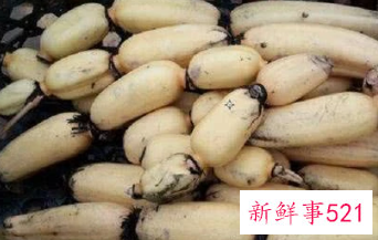 莲藕的种植技术