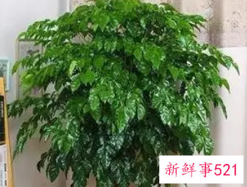 院子里种什么花最旺宅