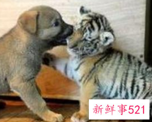 男狗女虎在一起好不好