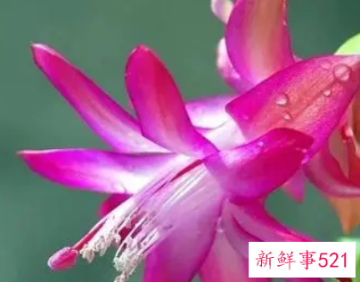 最迷人的3个生肖女